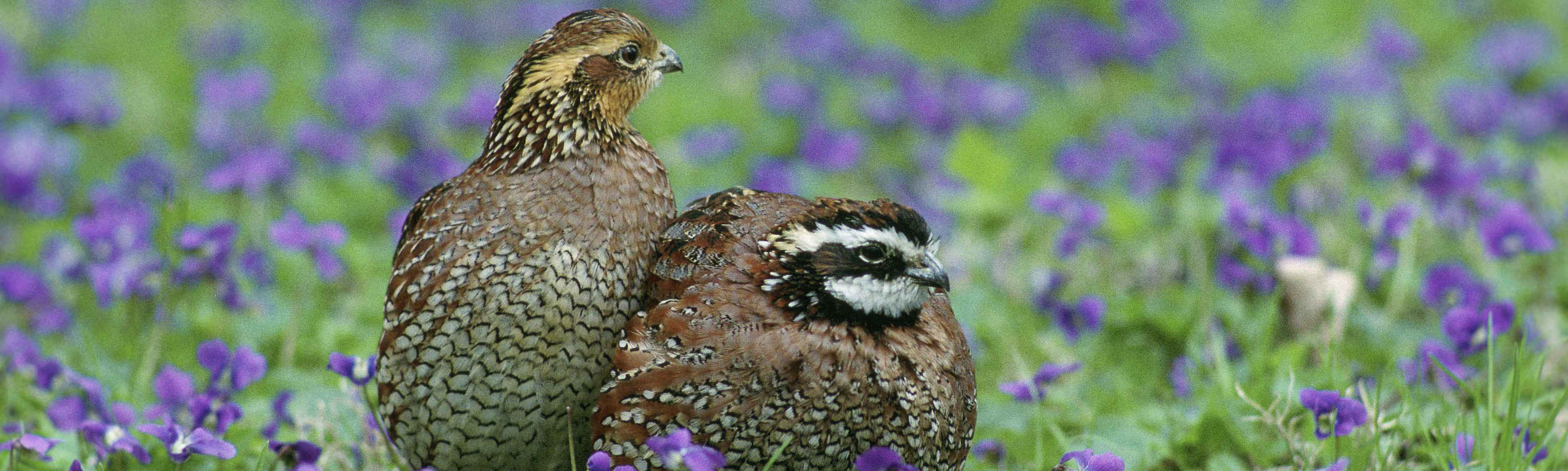 UplandBirds Wisconsin Center for Wildlife UWSP
